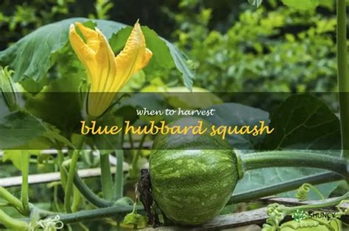 What does Blue Hubbard taste like