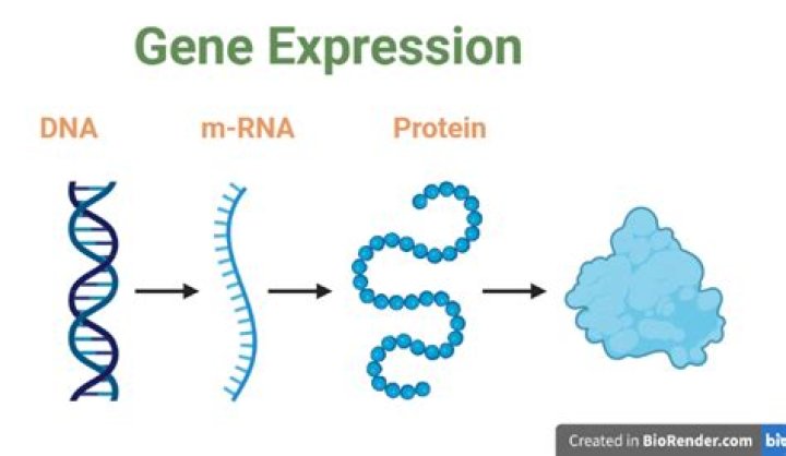 What does gene synthesis mean