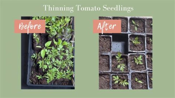 What does it mean to thin plants
