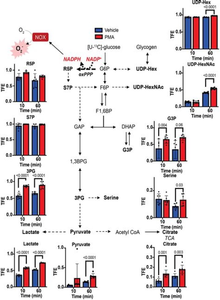 What does neutrophil oxidative burst mean
