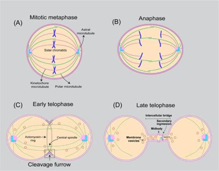 What does not occurs in telophase