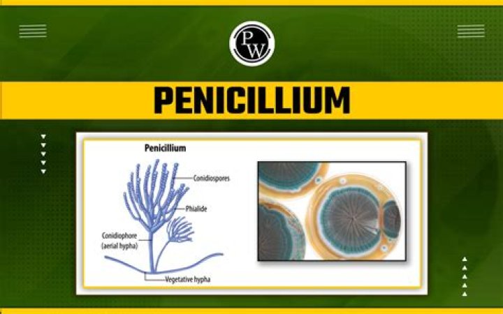 What does Penicillium produce