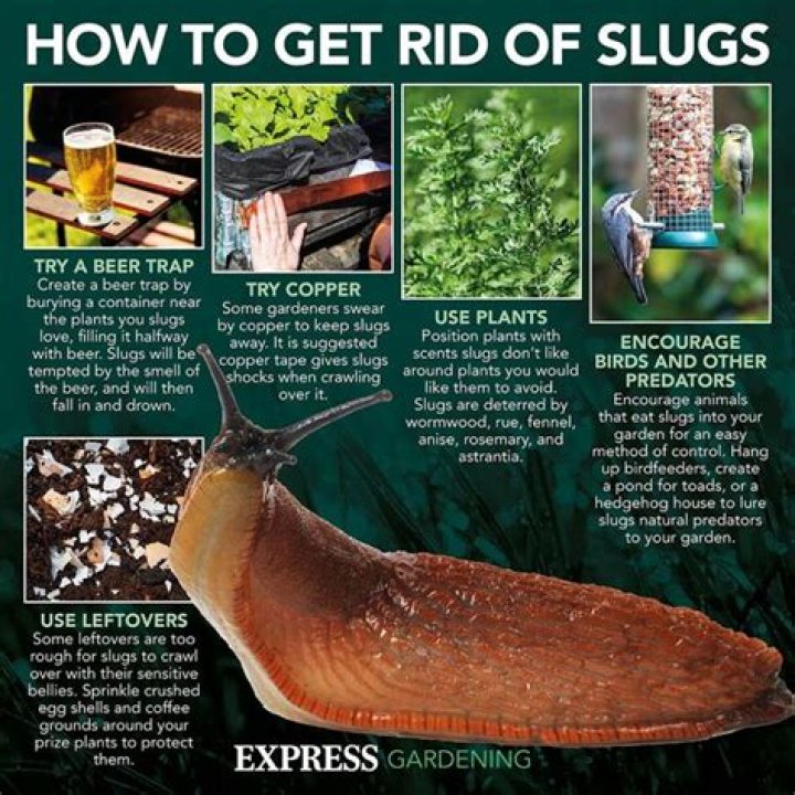 What does soapy water do to slugs