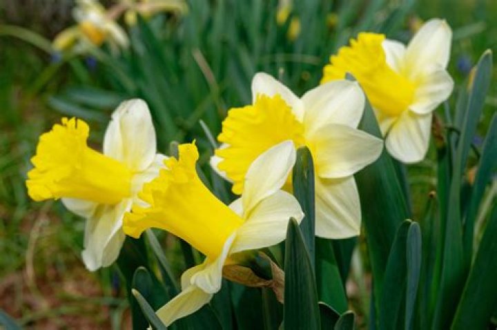 What does the color daffodil mean
