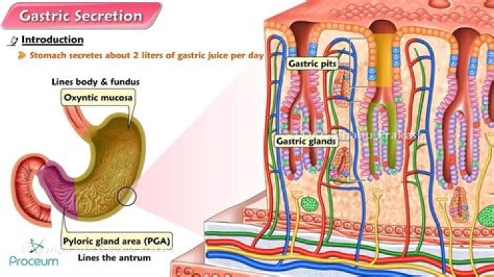 What does the gastric acid do