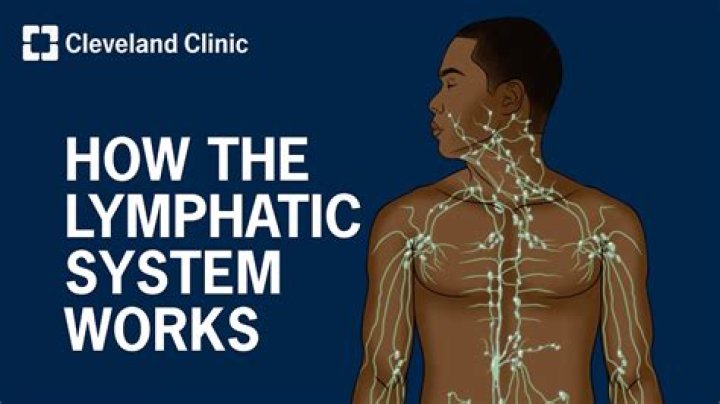 What does the lymphatic carry