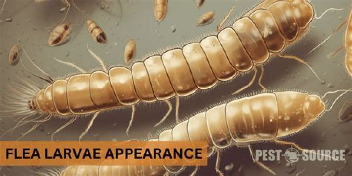 What does the name larva mean