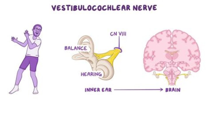 What does the vestibular nerve do