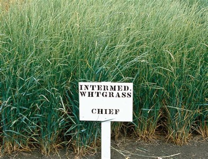 What does wheatgrass contain