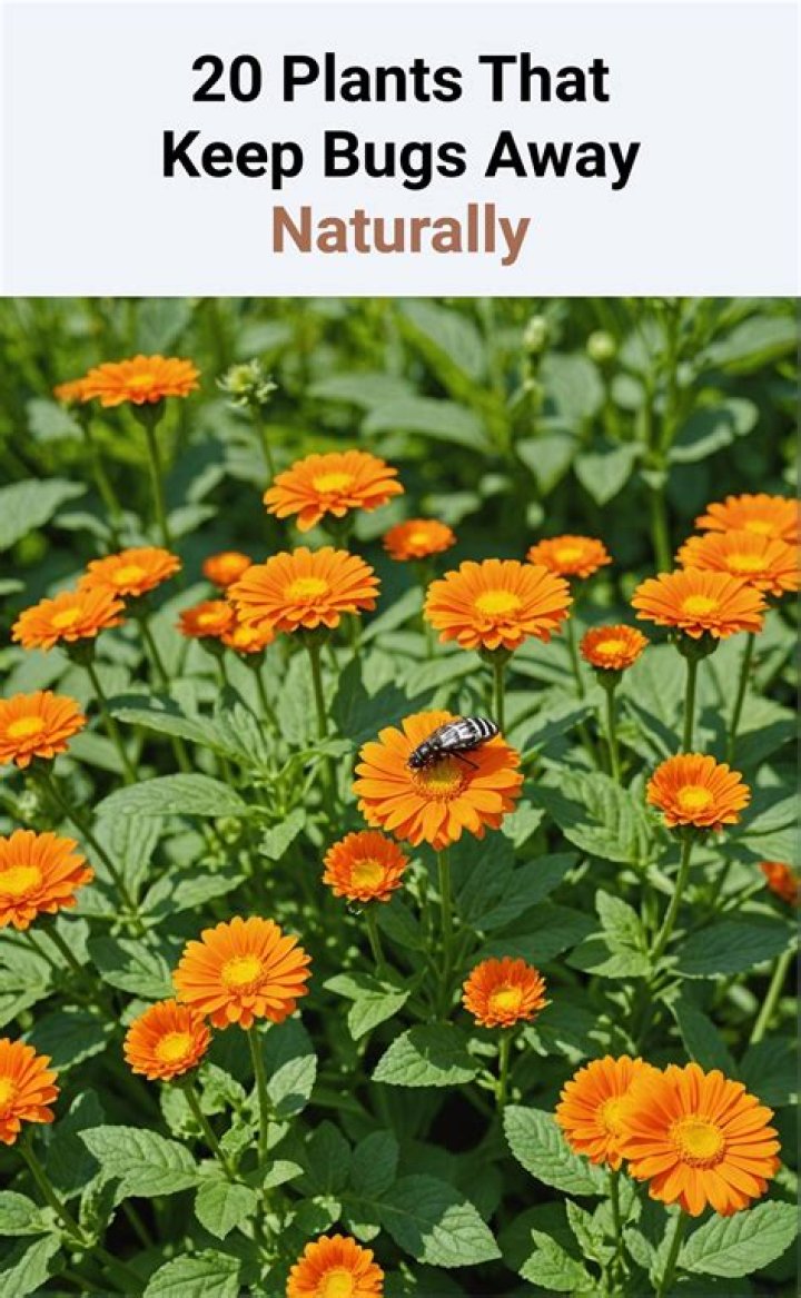 What flower plant keeps bugs away