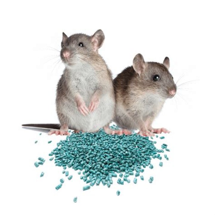 What food is irresistible to rats