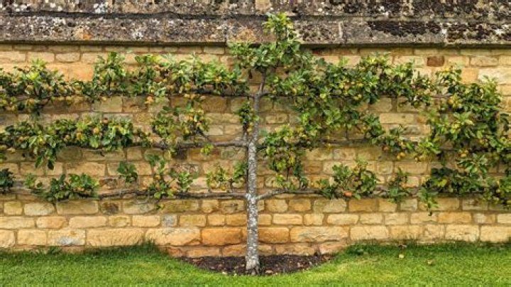What fruit trees can espalier
