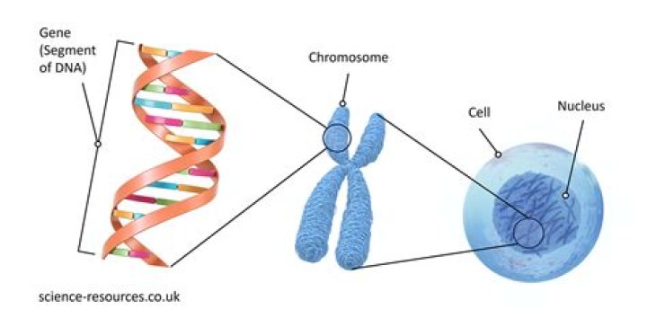 What gene is responsible for SCID