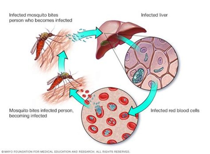 What group does malaria belong to