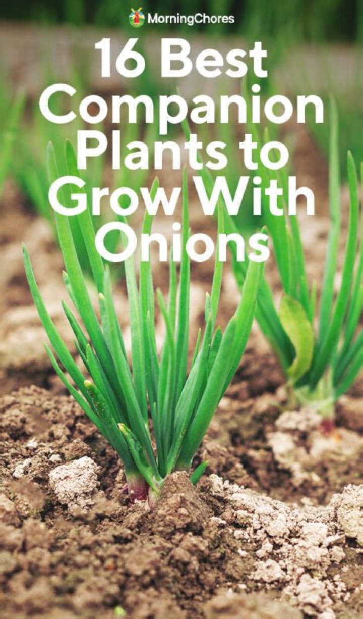What grows good beside onions