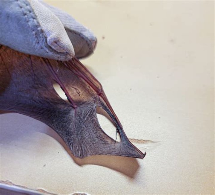 What happens if a bat gets in your house