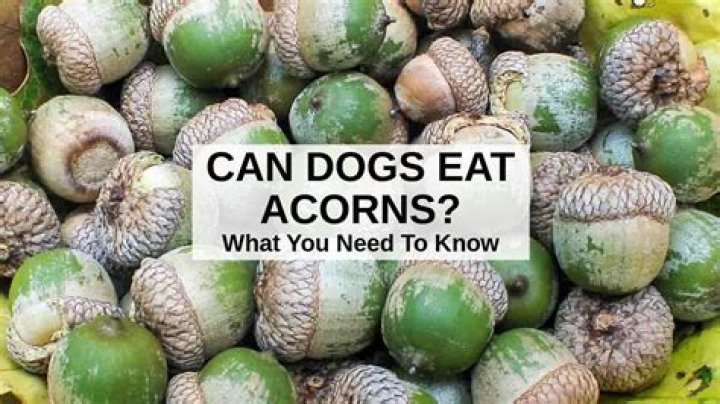 What happens if a dog eats acorns