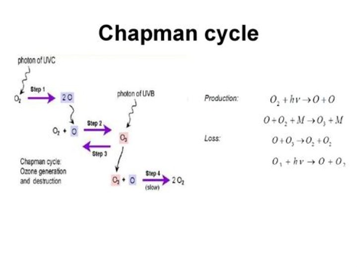 What happens in the Chapman cycle