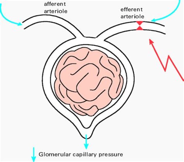 What happens when the efferent arteriole dilates