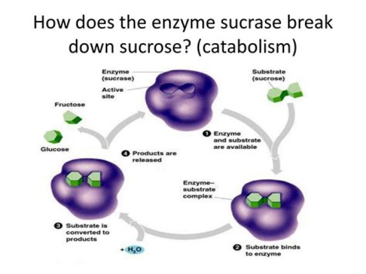 What helps break down sucrose