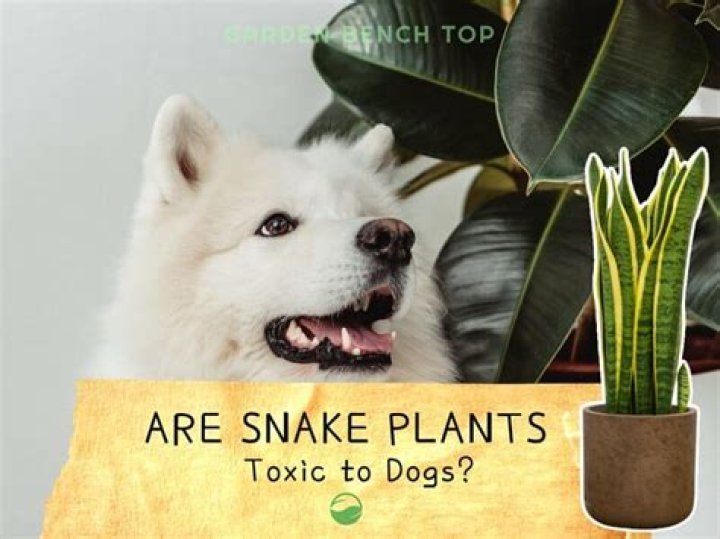 What if my dog eats a snake plant