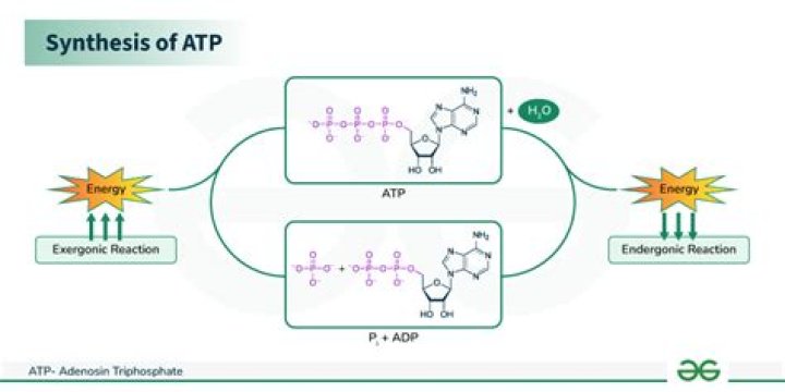 What increases ATP production