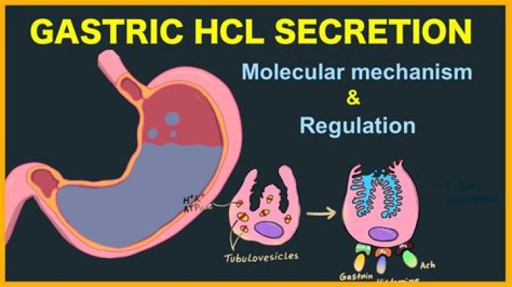 What increases HCl in the stomach