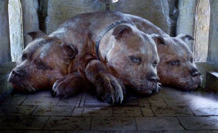 What is a 4 headed dog called