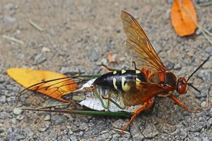 What is a cicada killer look like