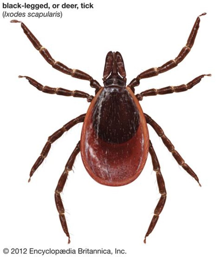 What is a deer tick classified as