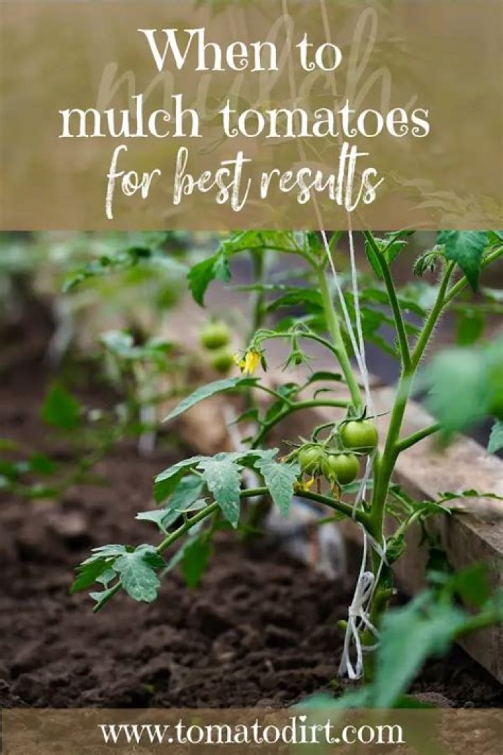 What is a good mulch for tomatoes