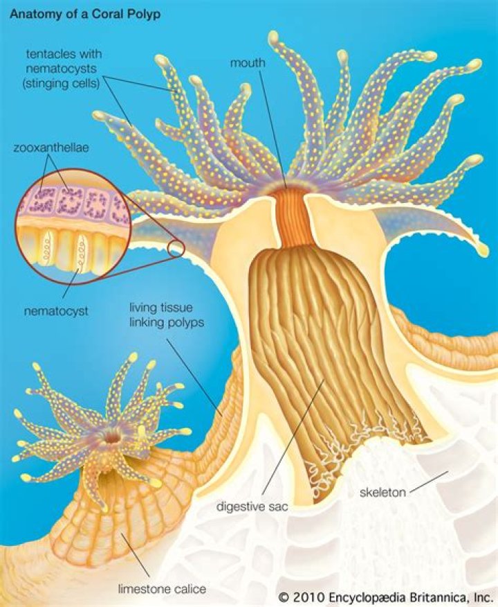 What is a polyp in cnidarians