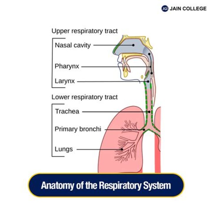 What is a respiratory arousal