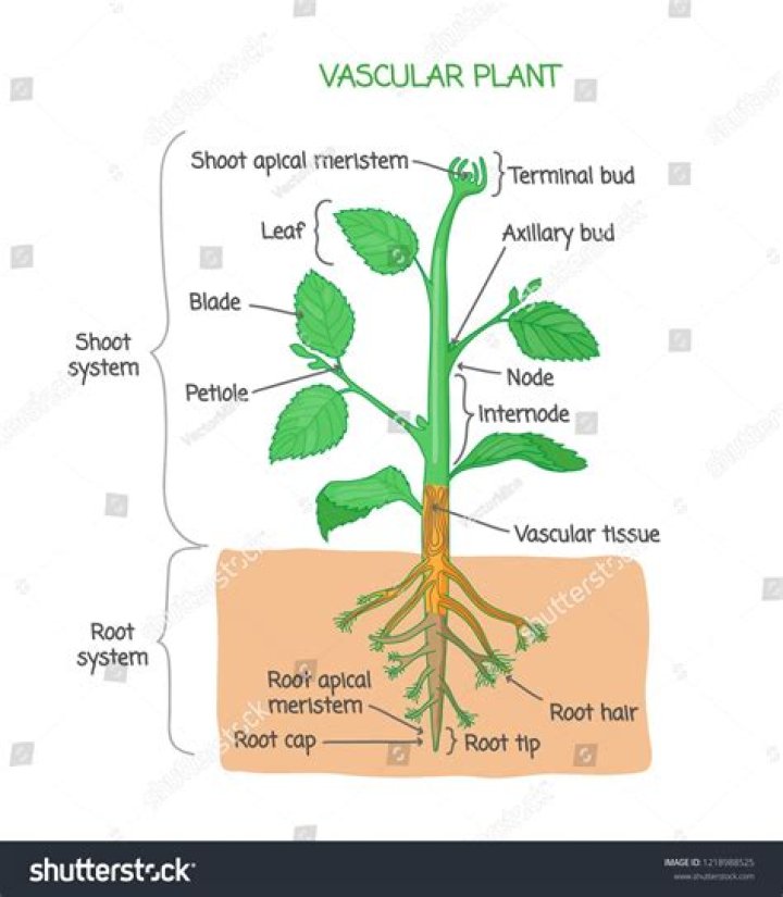 What is a vascular plant for kids