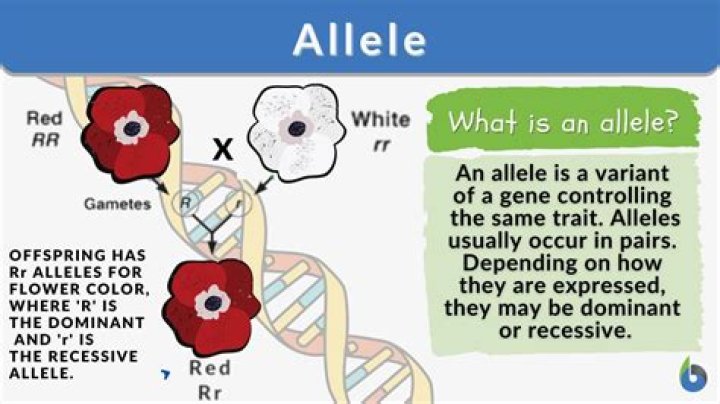 What is an allele in simple terms