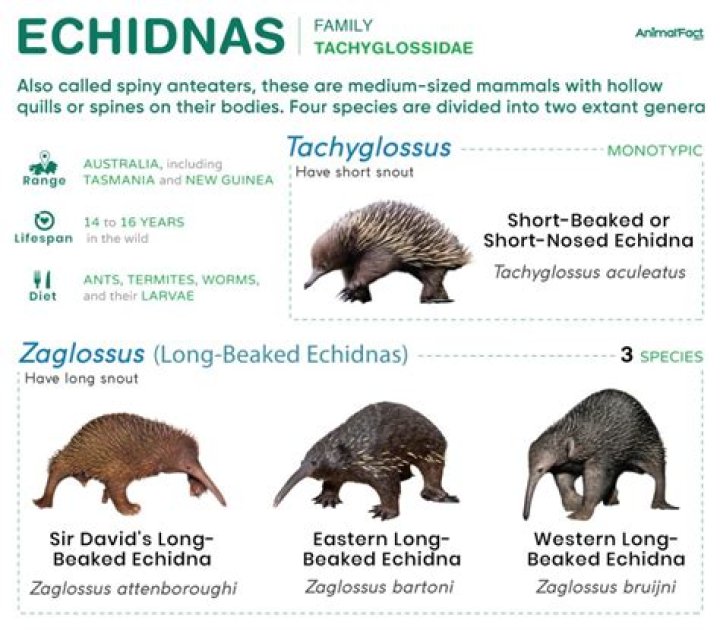 What is an echidnas Behaviour