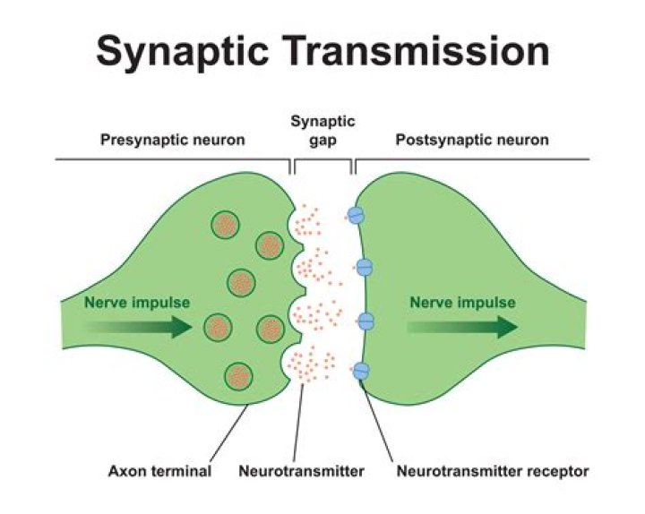 What is an example of a synapse