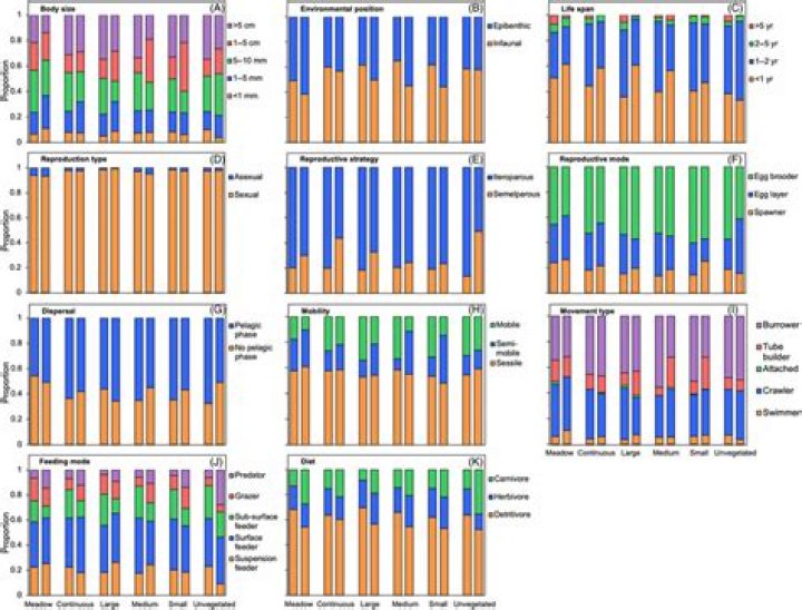What is an example of infauna