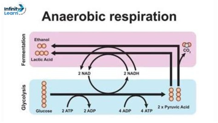 What is anaerobic respiration ks4