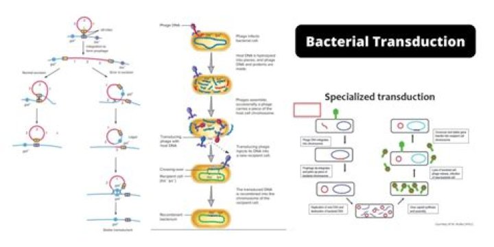 What is bacterial transfection