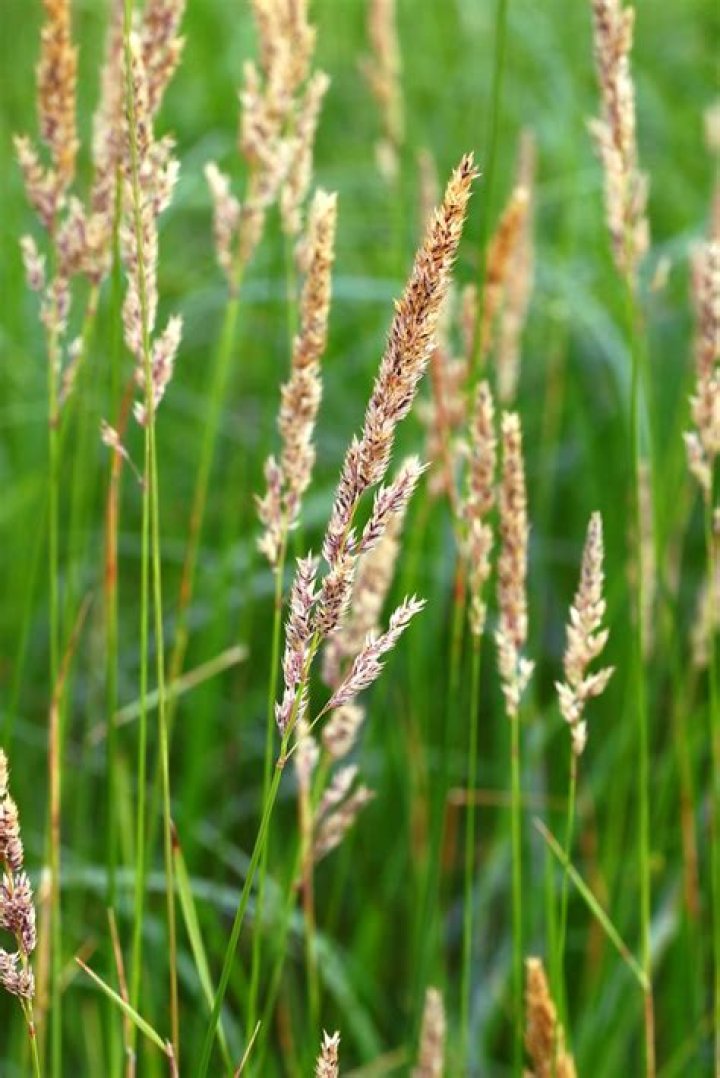 What is canary grass good for