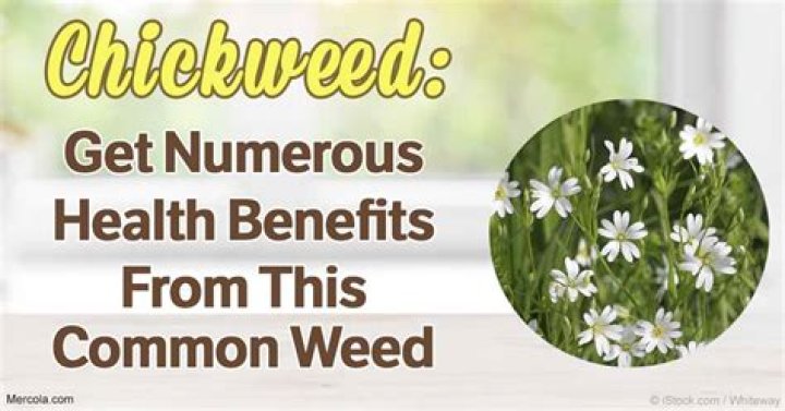 What is chickweed used for