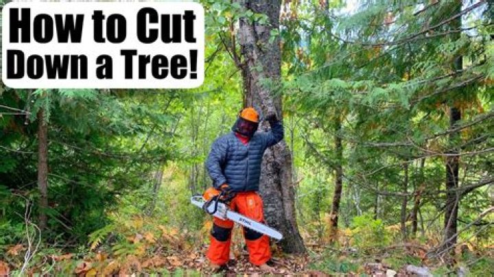 What is cutting down trees called