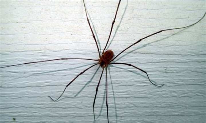 What is Daddy Long Legs real name