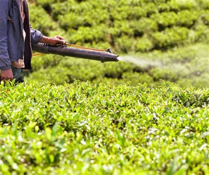 What is DDT and why was it banned