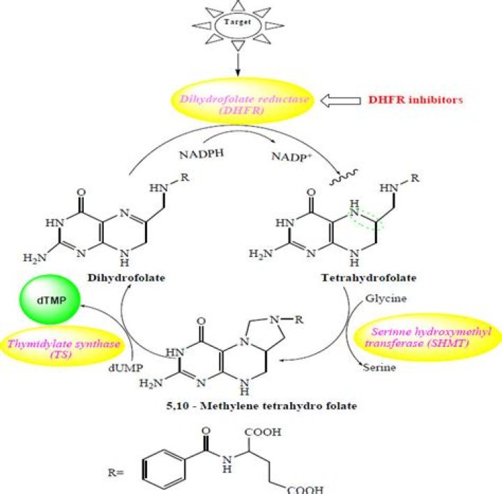 What is DHFR and why is it important