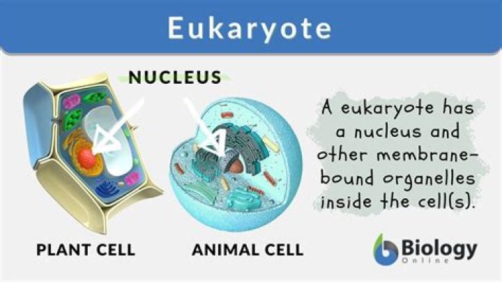 What is eukaryotic cell give an example