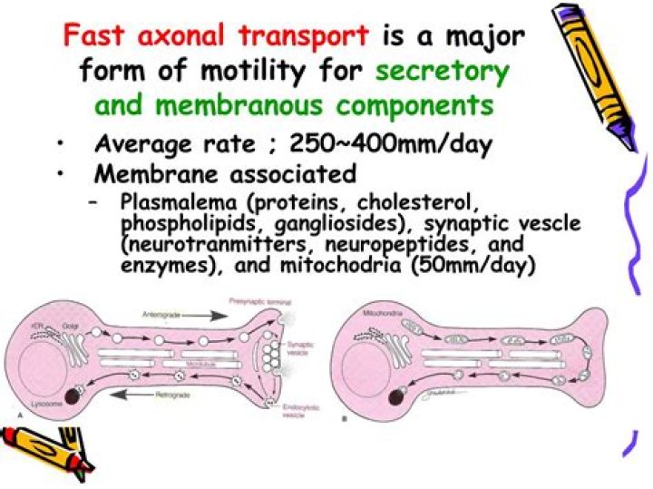 What is fast axonal transport