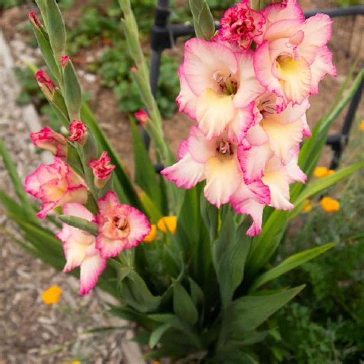 What is gladiolus named after