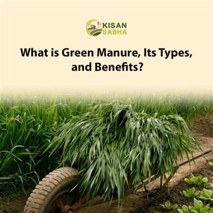 What is green manure give example